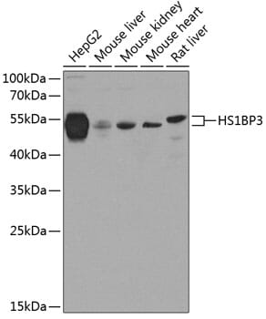Western blot analysis of extracts of various cell lines, using Anti-HS1BP3 Antibody (A8250) at 1:1,000 dilution.
Secondary antibody: Goat Anti-Rabbit IgG (H+L) (HRP) (AS014) at 1:10,000 dilution.
Lysates / proteins: 25µg per lane.
Blocking buffer: 3% non-fat dry milk in TBST.
Detection: ECL Basic Kit (RM00020).
Exposure time: 15s.