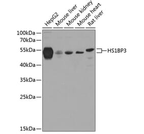 Western Blot - Anti-HS1BP3 Antibody (A16128) - Antibodies.com