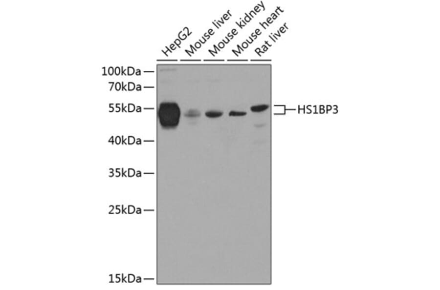 Western Blot - Anti-HS1BP3 Antibody (A16128) - Antibodies.com