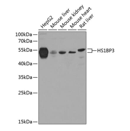 Western Blot - Anti-HS1BP3 Antibody (A16128) - Antibodies.com