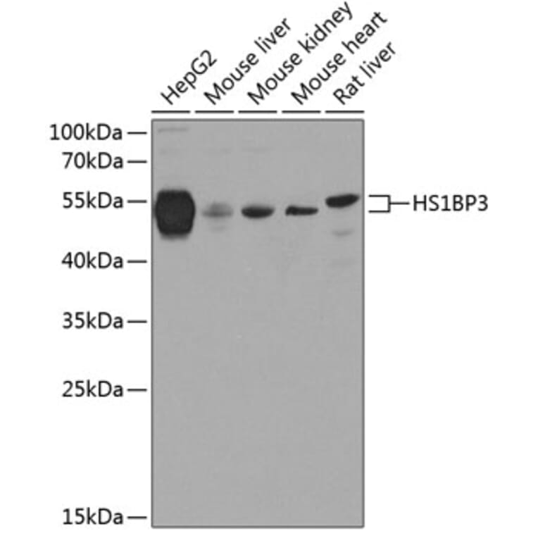 Western Blot - Anti-HS1BP3 Antibody (A16128) - Antibodies.com