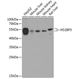 Western Blot - Anti-HS1BP3 Antibody (A16128) - Antibodies.com