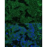 Immunofluorescence - Anti-IL-25 Antibody (A16129) - Antibodies.com
