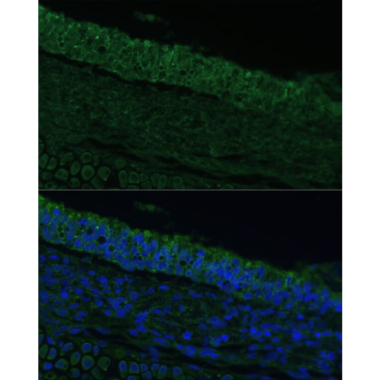 Immunofluorescence - Anti-IL-25 Antibody (A16129) - Antibodies.com