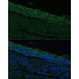 Immunofluorescence - Anti-IL-25 Antibody (A16129) - Antibodies.com