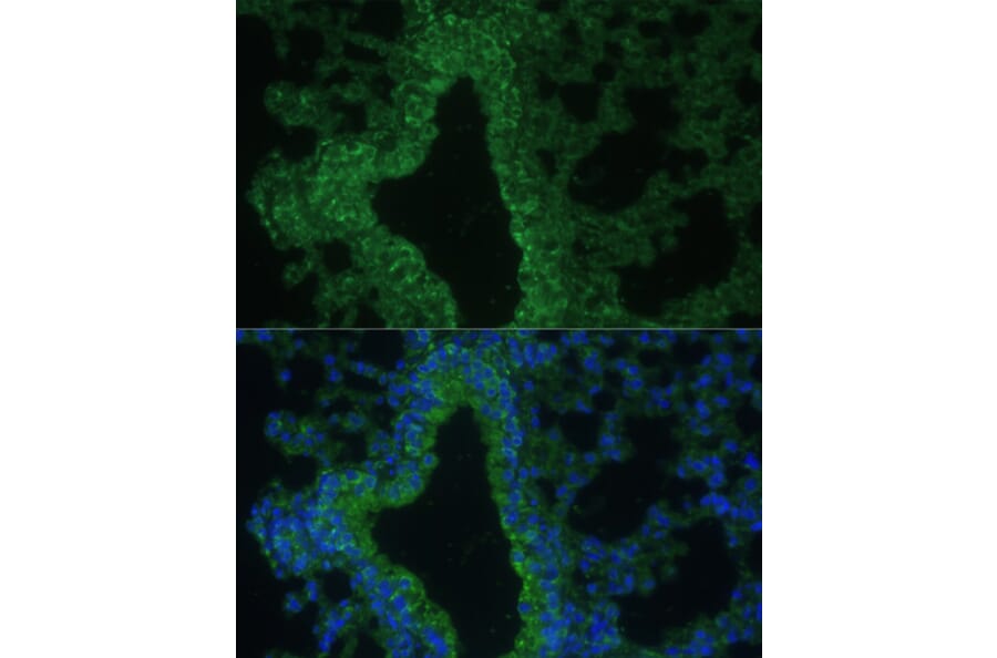 Immunofluorescence - Anti-IL-25 Antibody (A16129) - Antibodies.com