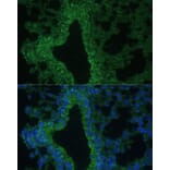 Immunofluorescence - Anti-IL-25 Antibody (A16129) - Antibodies.com