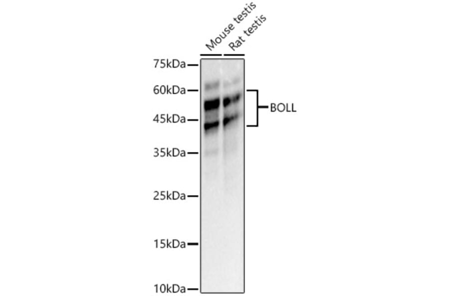 Western Blot - Anti-BOULE/BOLL Antibody (A16130) - Antibodies.com