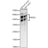 Western Blot - Anti-BOULE/BOLL Antibody (A16130) - Antibodies.com