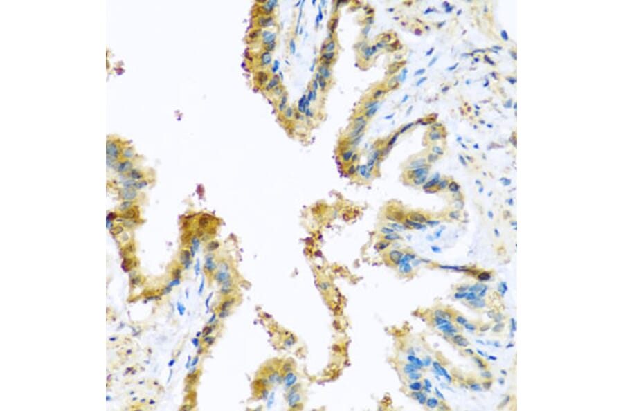 Immunohistochemistry - Anti-KCTD15 Antibody (A8256) - Antibodies.com