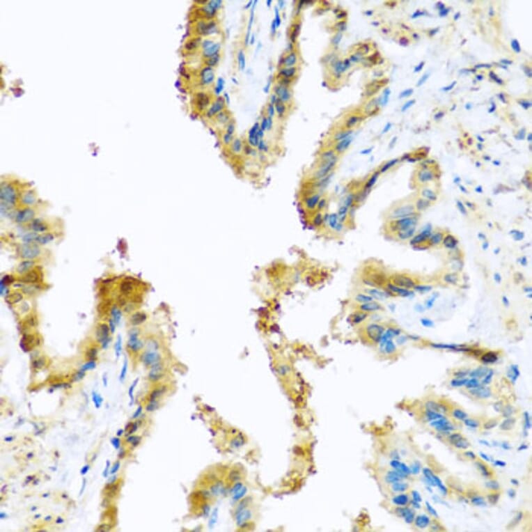 Immunohistochemistry - Anti-KCTD15 Antibody (A8256) - Antibodies.com
