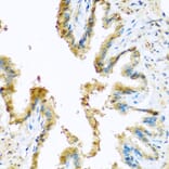 Immunohistochemistry - Anti-KCTD15 Antibody (A8256) - Antibodies.com