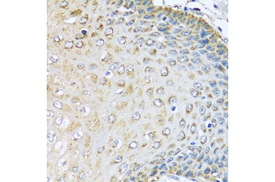 Immunohistochemistry - Anti-KCTD15 Antibody (A8256) - Antibodies.com