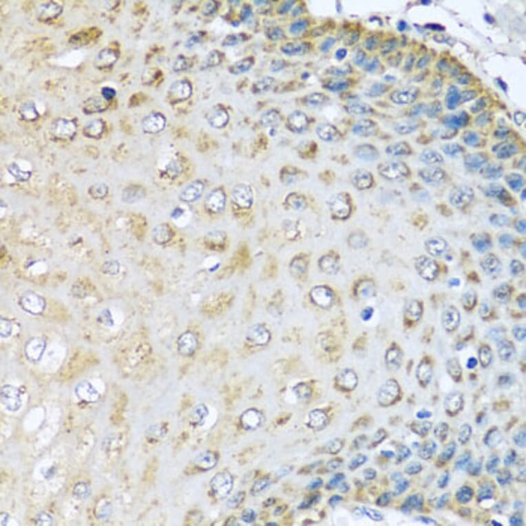 Immunohistochemistry - Anti-KCTD15 Antibody (A8256) - Antibodies.com