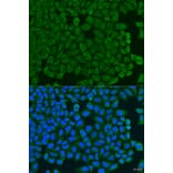 Immunofluorescence - Anti-KCTD15 Antibody (A8256) - Antibodies.com