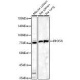 Western Blot - Anti-DHX58/RLR Antibody (A16132) - Antibodies.com
