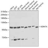 Western Blot - Anti-KDM7A/JHDM1D Antibody (A16134) - Antibodies.com