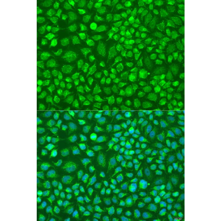 Immunofluorescence - Anti-DNAL1 Antibody (A16135) - Antibodies.com