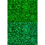 Immunofluorescence - Anti-DNAL1 Antibody (A16135) - Antibodies.com