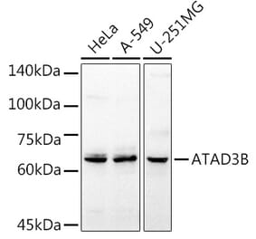 Western Blot - Anti-ATAD3B Antibody (A16136) - Antibodies.com