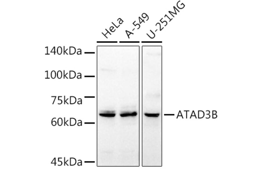 Western Blot - Anti-ATAD3B Antibody (A16136) - Antibodies.com