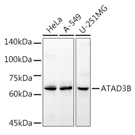 Western Blot - Anti-ATAD3B Antibody (A16136) - Antibodies.com