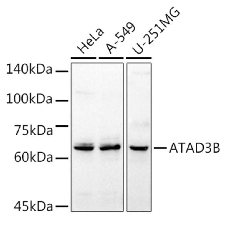 Western Blot - Anti-ATAD3B Antibody (A16136) - Antibodies.com