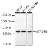 Western Blot - Anti-ATAD3B Antibody (A16136) - Antibodies.com
