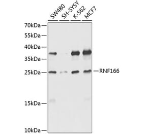 Western Blot - Anti-RNF166 Antibody (A16139) - Antibodies.com