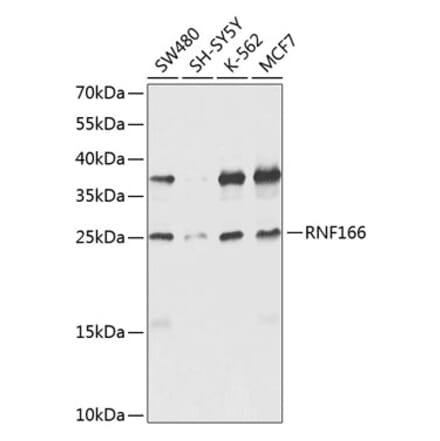 Western Blot - Anti-RNF166 Antibody (A16139) - Antibodies.com