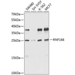 Western Blot - Anti-RNF166 Antibody (A16139) - Antibodies.com