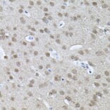 Immunohistochemistry - Anti-RNF166 Antibody (A16139) - Antibodies.com