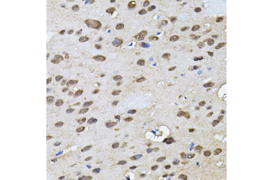 Immunohistochemistry - Anti-RNF166 Antibody (A16139) - Antibodies.com