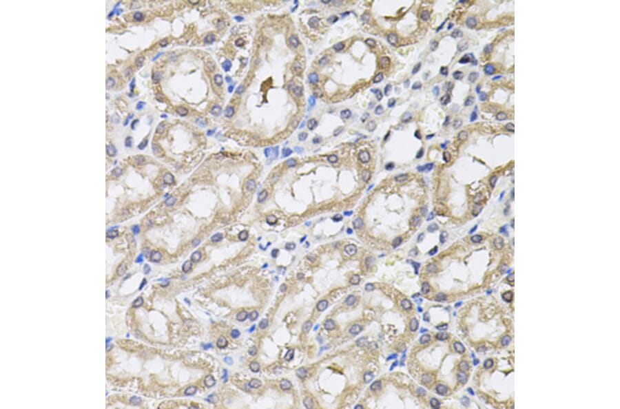 Immunohistochemistry - Anti-RNF166 Antibody (A16139) - Antibodies.com