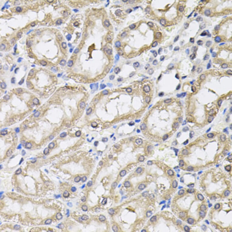 Immunohistochemistry - Anti-RNF166 Antibody (A16139) - Antibodies.com