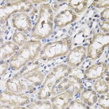 Immunohistochemistry - Anti-RNF166 Antibody (A16139) - Antibodies.com