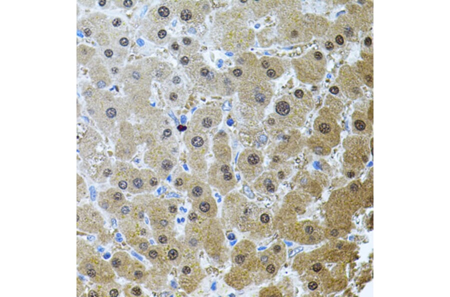 Immunohistochemistry - Anti-RNF166 Antibody (A16139) - Antibodies.com