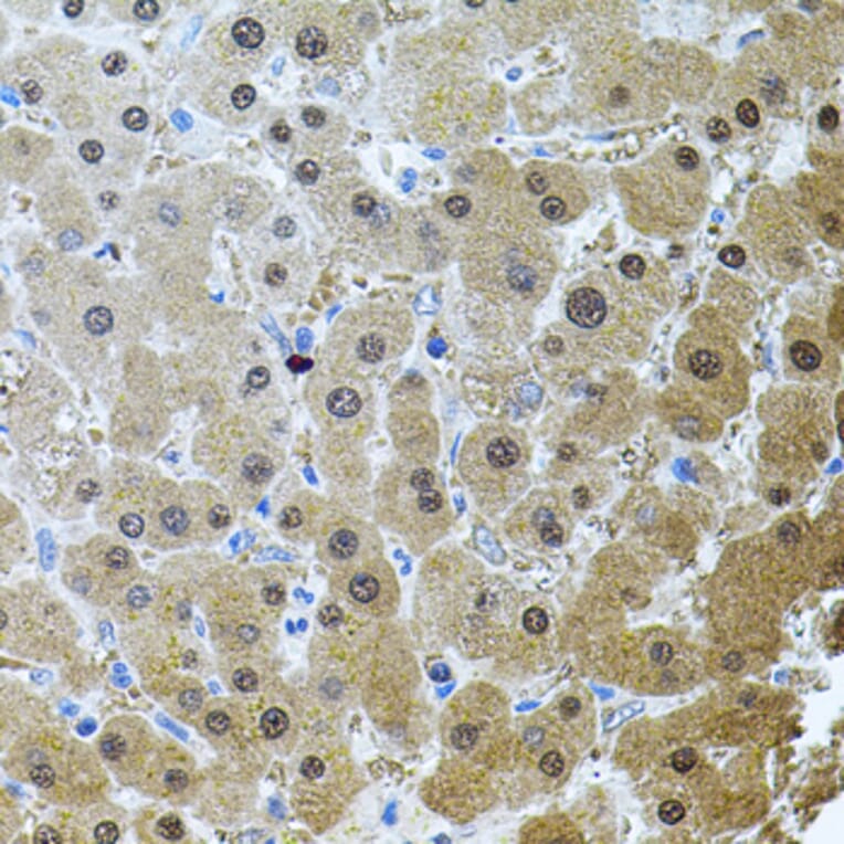 Immunohistochemistry - Anti-RNF166 Antibody (A16139) - Antibodies.com