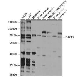 Western Blot - Anti-Dact3 Antibody (A16140) - Antibodies.com