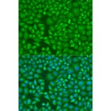 Immunofluorescence - Anti-LLGL2 Antibody (A16142) - Antibodies.com