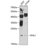 Western Blot - Anti-IL-29 Antibody (A16143) - Antibodies.com