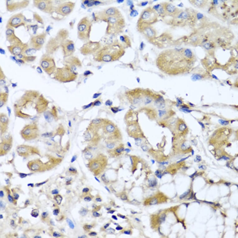 Immunohistochemistry - Anti-IL-29 Antibody (A16143) - Antibodies.com