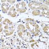Immunohistochemistry - Anti-IL-29 Antibody (A16143) - Antibodies.com