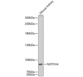 Western Blot - Anti-NOTCH4 Antibody (A16148) - Antibodies.com