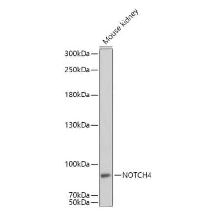 Western Blot - Anti-NOTCH4 Antibody (A16148) - Antibodies.com