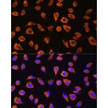 Immunofluorescence - Anti-NOTCH4 Antibody (A16148) - Antibodies.com