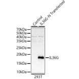 Western Blot - Anti-IL36 gamma/IL-1F9 Antibody (A16149) - Antibodies.com