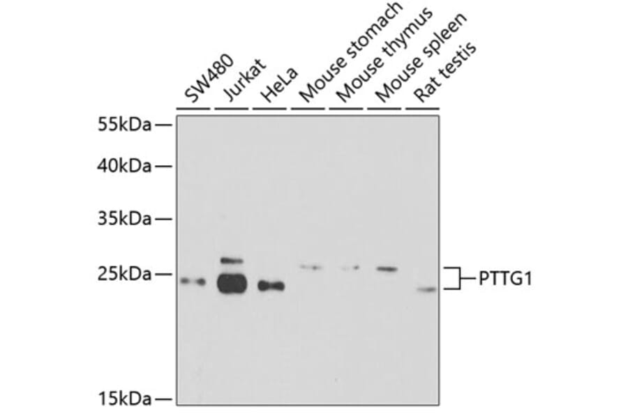 Western Blot - Anti-Securin Antibody (A16151) - Antibodies.com