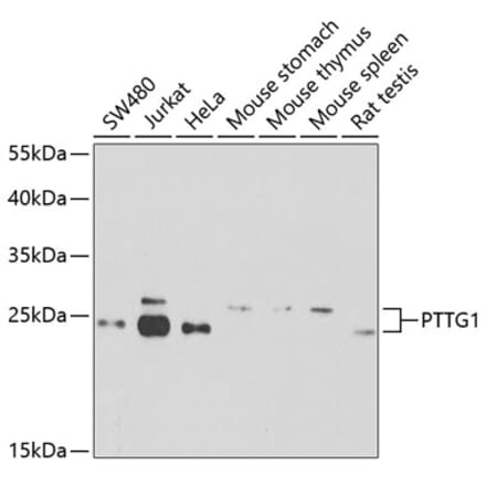 Western Blot - Anti-Securin Antibody (A16151) - Antibodies.com