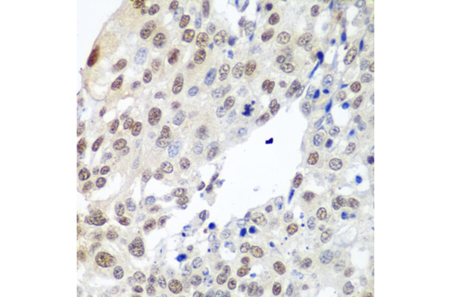 Immunohistochemistry - Anti-Securin Antibody (A16151) - Antibodies.com